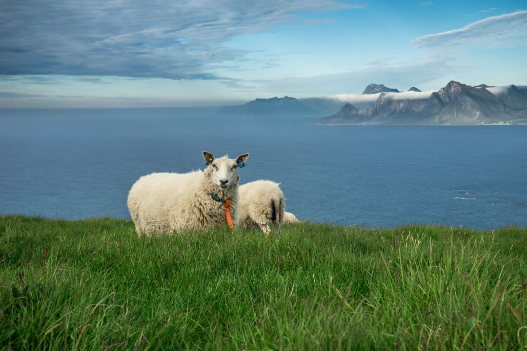 Sheeps above the sea, Lofoten Islands, Norway